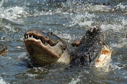 Gators Gators Gators! With Airboat Ride Gators Gators Gators! With Airboat Ride