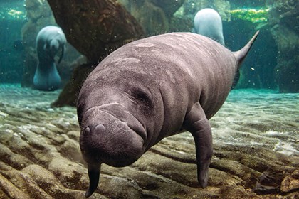 Florida Adventure Tour Florida Adventure Tour