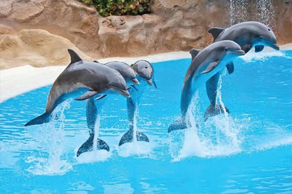 Miami Swim with Dolphins including Transport Miami Swim with Dolphins including Transport
