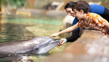 SeaWorld Orlando Dolphin Encounter 