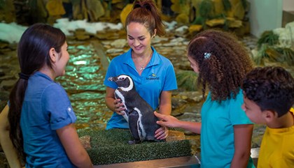 Seaworld Penguin Encounter Seaworld Penguin Encounter