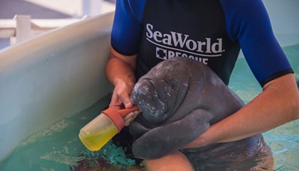 SeaWorld Orlando Rescue Tour 