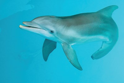Winter The Dolphin Experience Book Tickets Floridatix