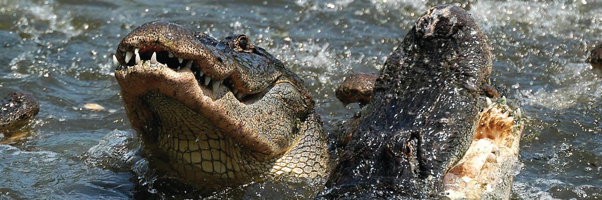 Gators Gators Gators! - Gatorland with Airboat Ride - FloridaTix