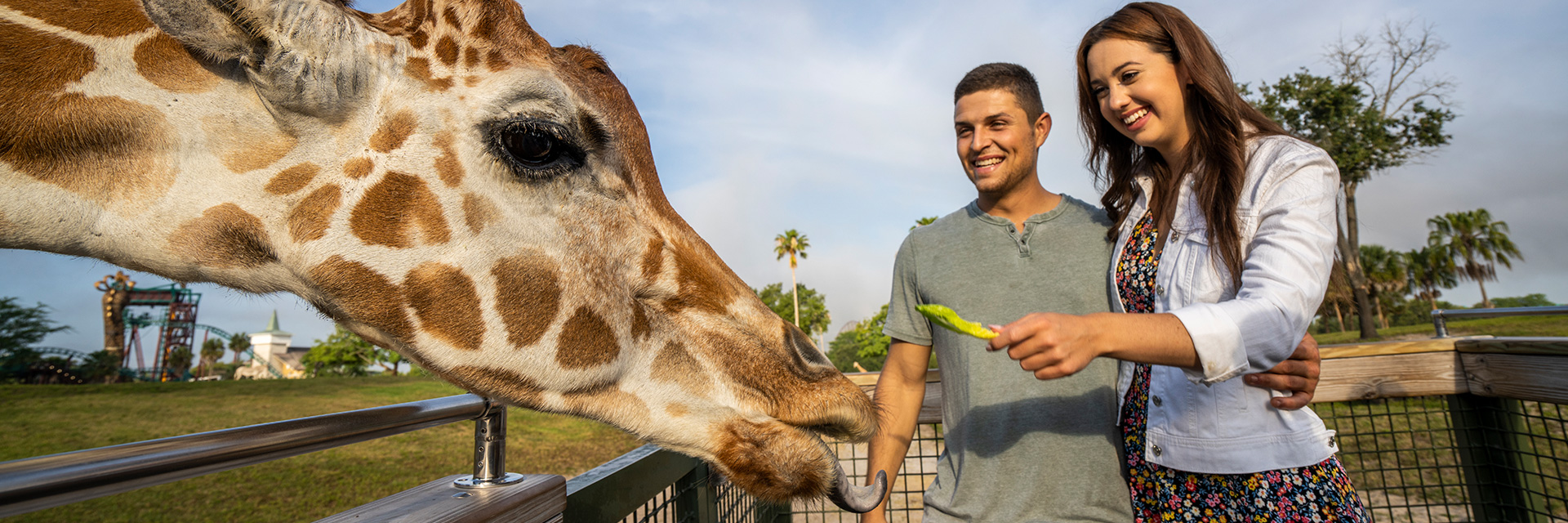 Experience The Busch Gardens Serengeti Safari Floridatix