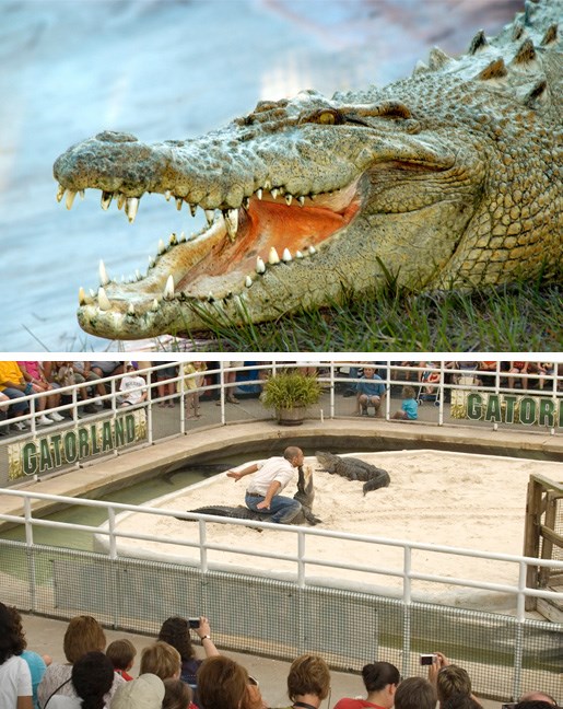 Get close to Alligators at Gatorland