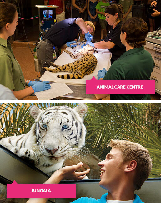 Cheetah in animal care centre and man with white tiger