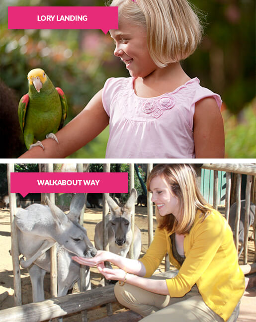 Girl with parrot and woman feeding kangaroos at Busch Gardens