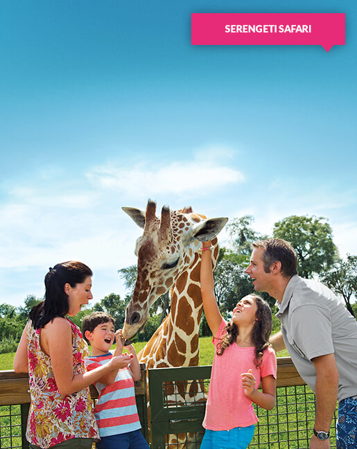 Family of four interacting with a giraffe at Busch Gardens