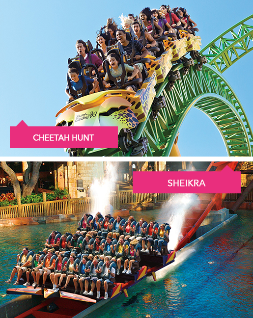 Guests on the Sheikra and Cheetah Hunt rides at Busch Gardens