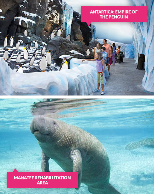 Penguins and manatees at SeaWorld Orlando