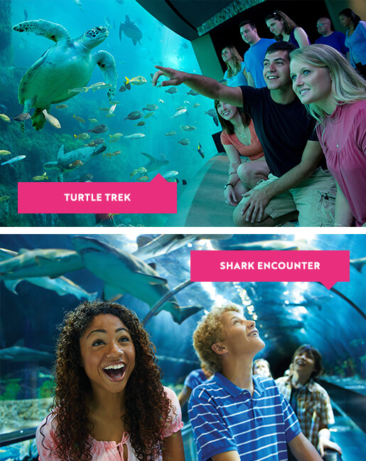 Turtle Trek and Shark Encounters at SeaWorld