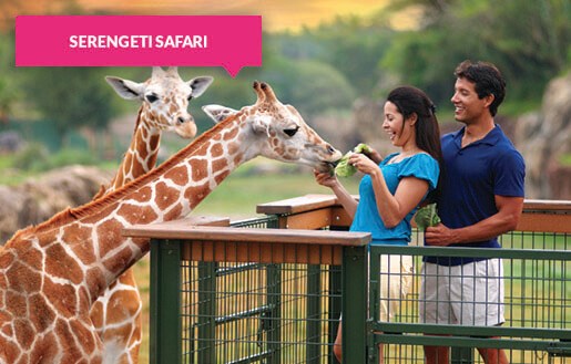 Feeding giraffes on the Serengeti Safari