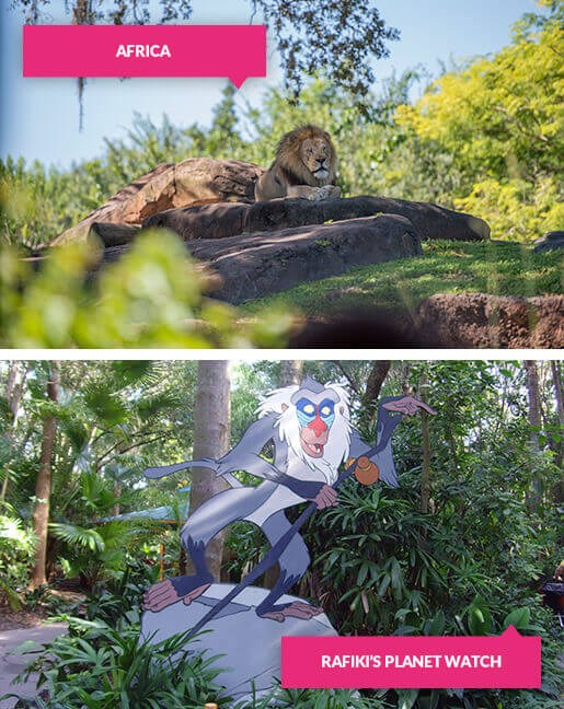 Animal Kingdom Guide Animal Kingdom Guide