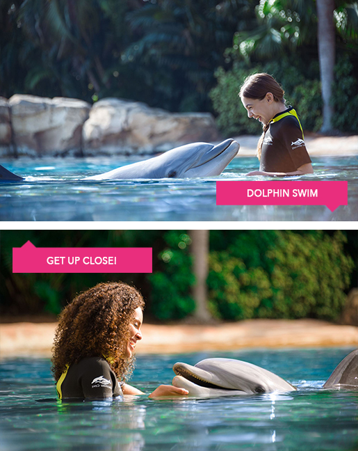Families interacting with dolphins at Discovery Cove