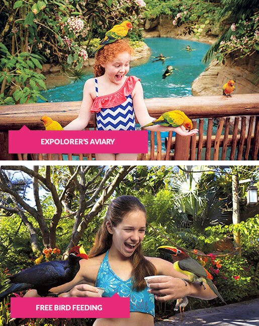 Up close with the birds at Discovery Cove