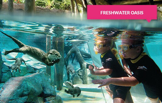 Otters and children at the Freshwater Oasis