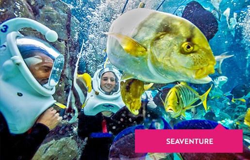 Guests and fish underwater during Seaventure